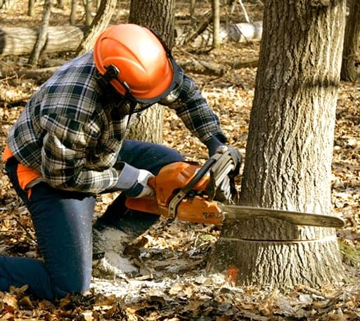 Tree Removal in League City, TX